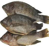 Poisson tilapia congelé de taille A1 de haute qualité de la ville de Makassar au sud de Sulawesi en Indonésie-fruits de mer conservés au sel entier dans des boîtes en vrac