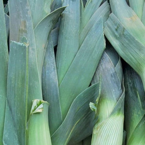 Verduras de puerro superventas de calidad superior: tallo o tallo de Allium ampeloprasum de proveedores al por mayor a granel - Product Image 5
