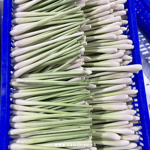 HIERBA DE LIMONO FRESCA BRILLANTE Y TIERRA/RECETA FAMILIAR/VALOR ASEQUIBLE/HECHO EN VIETNAM - Product Image 6