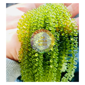 Uvas marinas deshidratadas naturales orgánicas Algas marinas de Vietnam Estilo fresco sazonado Empaquetado en bolsa-Caryln 0084935825297 - Product Image 3