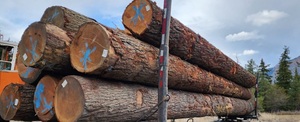 FSC Certified Raw Douglas Fir Timber Douglas Fir: Legado histórico y uso moderno de la madera-Arborist Now - Product Image 4