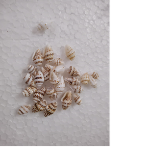 เปลือกหอยธรรมชาติขนาดเล็กเหมาะสำหรับใช้ในสร้อยคอและกำไลเหมาะสำหรับใช้ในพิพิธภัณฑ์สัตว์น้ำ - Product Image 1