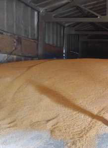 Polvo de proteína Animal, harina de maíz, Cob, en venta - Product Image 6