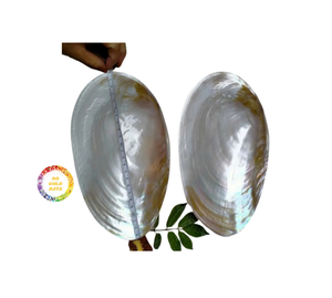 Placa de nácar pulida, placa de nácar de concha marina Natural, placa de concha de perla para vajilla elegante - Product Image 4