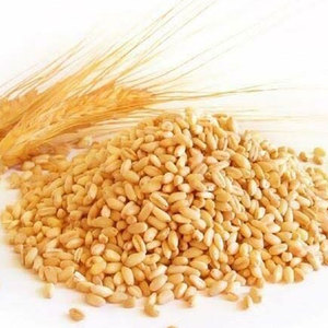 Thức ăn lúa mì Nam Phi bán buôn hữu cơ tự nhiên đầu tiên lớp thức ăn chăn nuôi lúa mì 50 kg túi bao bì Hạt Giống Lúa mì Ngũ Cốc Hạt - Product Image 1
