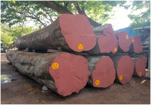 Grumes de Lauan à vendre Grumes de Lauan Acajou des Philippines Grumes de Lauan - Product Image 5