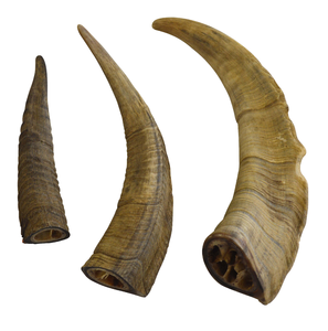 Corne de chèvre naturelle authentique de qualité supérieure 3 pièces faites à la main en gros et polies Corne de chèvre Shofar - Product Image 1