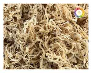 สาหร่าย Eucheuma cottonii จากเวียดนาม100% สาหร่ายธรรมชาติสำหรับสกัดคาราจีแนนและแปรรูปอาหาร - Product Image 3