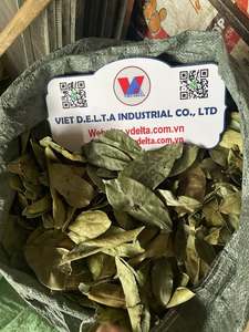 Hojas de Guanábana Secas Orgánicas, Hojas de Graviola, Calidad de Exportación de Vietnam/ Sra. Kana - Product Image 3