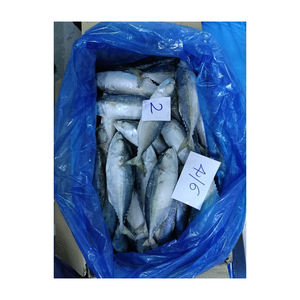 Suministro al por mayor de caballa india congelada, pescado congelado de primera calidad para compradores internacionales - Product Image 3