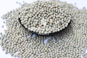 Desi chickpeas khô phong cách chickpeas cho người sành ăn nấu ăn và đồ ăn nhẹ bổ dưỡng - Product Image 3