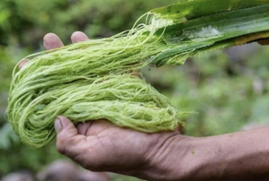 Fibra de piña natural | Fibra vegetal sostenible para textiles ecológicos, papel y productos biodegradables - Product Image 6