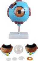 Modelo Anatómico del Ojo Humano CISCO, Herramienta Educativa de Silicona Médica para el Aprendizaje de Ciencias