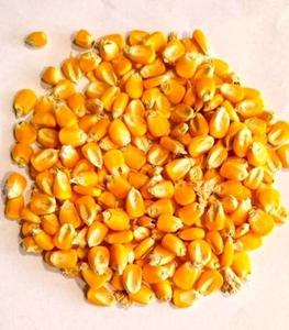 Maíz de alta calidad de la India para alimentación animal listo para la venta de exportación - Product Image 2