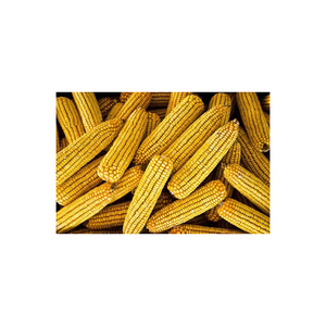 Maíz de maíz amarillo 100% Maíz de calidad natural Para consumo humano y harina de animales de aves de corral al por mayor Maíz Amarillo/amarillo - Product Image 4