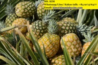 Verse Koningin Ananas Fruit-Pk 0084 917 476 477