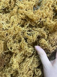 Bulk Private Label Dried Irish Sea Moss Gold/ Purple Healthy Raw Wildcrafted Organic Pure Bag Packaging Food Grade <b>Seaweed</b> Laver - Product Image 6