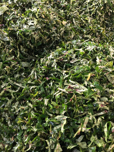 Feuilles de patate douce nutritives IQF avec couleur vibrante, saveur naturelle // MEILLEUR PRIX DU VIETNAM - Product Image 6