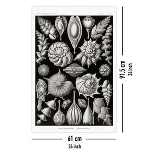 Kammerlinge <b>Poster</b> by E. Haeckel Art Forms in Nature Plate 81 Black Wood <b>Frame</b> - Product Image 3