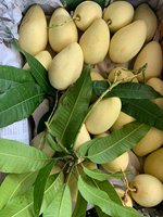 Premium biologische natuurlijke zoete verse mango AA-kwaliteit beste kwaliteit en prijs uit Vietnam