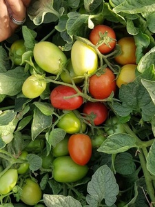 Graines de tomates hybrides Moon Star Super Star F1 - Durée de conservation de 2 ans - Product Image 3