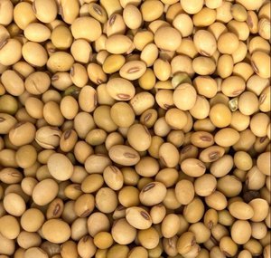 Mejor Precio, Harina de Soya Orgánica para Alimentación Animal, Harina de Soya Orgánica para Venta - Product Image 6