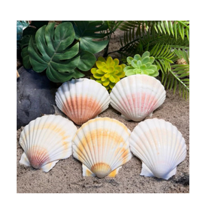 Venta al por mayor de conchas de vieiras naturales para jabonera, centros de mesa costeros, decoración de playa y exhibición de comida ecológica - Product Image 2