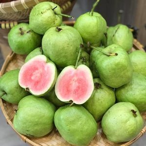 TROPICAL <b>FRESH</b> <b>GUAVA</b>/ QUEEN <b>GUAVA</b> / GREEN <b>GUAVA</b> VERY HIGH QUALITY - Product Image 2
