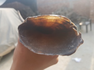 Mug en corne de buffle sculpté à la main de style médiéval viking, écologique, pour bière ou ale, design personnalisé, article cadeau pour la vente en gros - Product Image 3