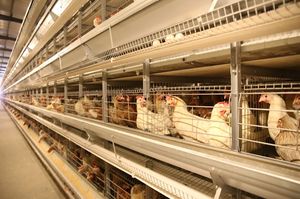 Jaula de alimentación automática de acero galvanizado Tipo H Calidad perfecta para pollos de engorde - Product Image 4