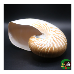 Nautilus Shell Proveedor, Mejor Precio Nautilus Shell, Pulido Nautilus Shell Exportador para Artesanías de Lujo y Diseño de Interiores - Product Image 2