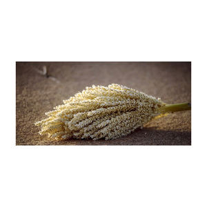 Precios al por mayor Venta Tipos Célula Hinojo roto Palma Violación Ginseng Extracto orgánico Polvo Polen de abeja de pino - Product Image 6