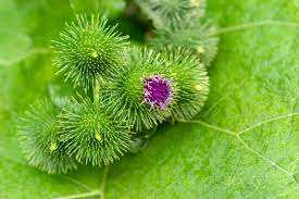 Wildcrafted Huile d'extrait de graine de bardane biologique de qualité alimentaire Certifié GMP Supplément vitaminé liquide Pureté garantie Bouteille - Product Image 2