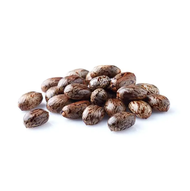 זרעי שמן קיק בתפזורת עם תכולת שמן גבוהה ספק זרעי קיק במחיר סביר זרעי קיק באיכות גבוהה