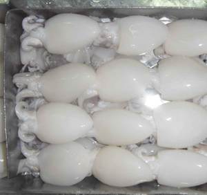 IQF Frozen Whole Cuttle Fish Premium Grade Low-Salt - Product Image 6