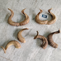 Paire de cornes de bélier naturelles, cornes de mouton spirales faites à la main, décoration murale rustique, cornes courbées authentiques pour l'artisanat et l'intérieur