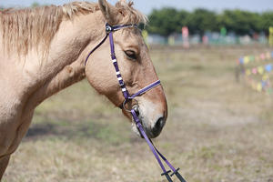 Bridons pour chevaux, équipement équestre, selle, bridons, anatomie du cheval, bridons confortables pour chevaux ARMANDIOUS - Product Image 2