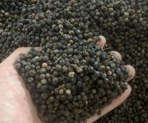 Tête d'épingle au poivre noir séché Vilaconic (0.5mm-1mm-1.5mm-2mm-3mm-5mm) Vietnam Single Spices Herbs Low Price-Viber + 84 398885178 - Product Image 4