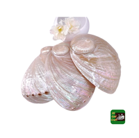 Kerang celup merah muda mengilap dekorasi aksen noda kerang/Paua Selandia Baru ibu kerang mutiara harga murah