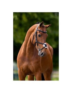 Équipement équestre en gros : Licol et bride de course pour chevaux, en cuir élégant et tendance - Product Image 3