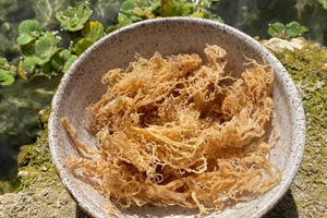 Musgo marino de algodón seco de Vietnam mejor oferta 100% musgo marino de algodón seco natural, ideal para la industria alimentaria y del cuidado de la piel - Product Image 3