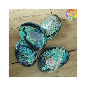 Concha de abulón Natural única para manualidades DIY Concha de mar Decoraciones hechas a mano Artesanía natural Concha Marina Colores blanco y azul a granel - Product Image 3