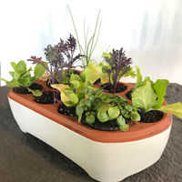 2025 plateaux de germination en terre cuite démarrage des graines céramique auto-arrosage plateau de démarrage Kit de démarrage de semis auto-arrosage