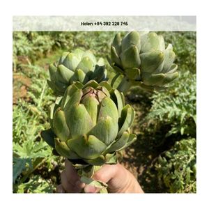 Haute Qualité 100% Fleur D'artichaut Séchée Meilleure Qualité Saveur Thé Usine Prix Direct En Vrac Quantité Vietnam Exportateur - Product Image 4