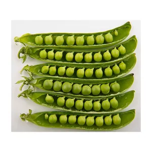 Горох оптом зеленые бобы семена зеленый горошек семена для ежедневного блюда высокого качества