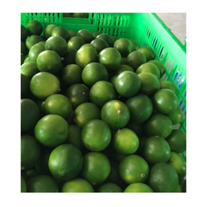 Limones frescos de Vietnam con sabor picante y frescura de larga duración Suministro directo de granja para exportación y venta al por mayor - Product Image 1