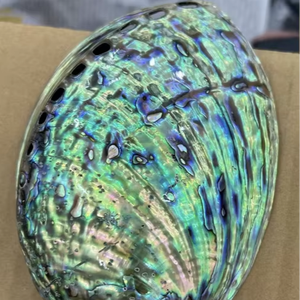 หอยเป๋าฮื้อธรรมชาติเปลือกหอยเป๋าฮื้อวัสดุงานฝีมือสำหรับตกแต่งลวดลายมหาสมุทรแบบพรีเมี่ยม - Product Image 1