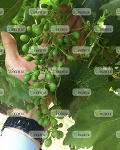 ปุ๋ยกรดฮิวมิก Baretta ทำจากแร่ออร์แกนิกเร่งการเจริญเติบโตของพืชเกษตร B2B - Product Image 2