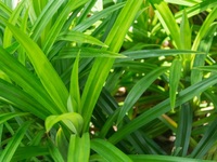 Feuilles de Pandan