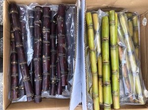 Palitos de Caña de Azúcar Congelados IQF 100% Naturales a Granel Origen Vietnam - Product Image 6